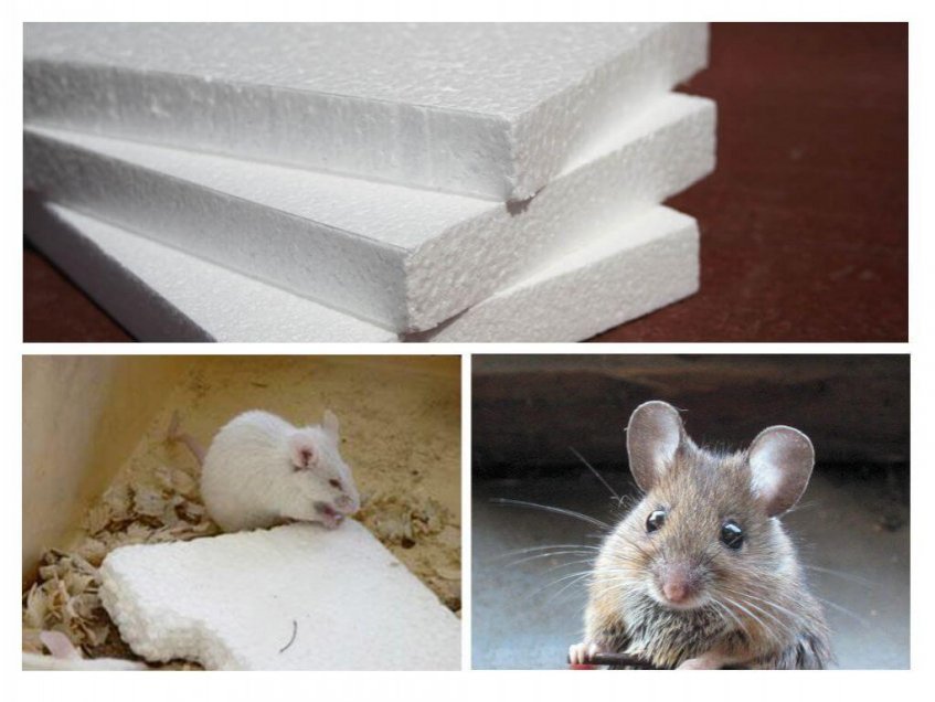 Пенопласт для утепления стен мыши не едят