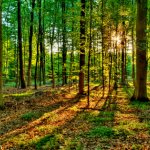Белорусский лес вскоре станут полностью перерабатывать в изделия с высокой добав